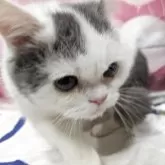 ミヌエット(長足)【大阪府・男の子・2025年5月3日・ブルー&ホワイト】の写真4