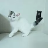 ミヌエット(長足)【大阪府・女の子・2025年4月7日・キャリコ】の写真8