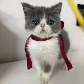 エキゾチックショートヘア【大阪府・女の子・2025年7月11日・ブルー&ホワイト】の写真4