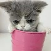 エキゾチックショートヘア【大阪府・女の子・2025年7月11日・ブルー&ホワイト】の写真12