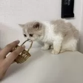 ミヌエット(長足)【大阪府・女の子・2025年5月21日・クリーム&ホワイト】の写真11