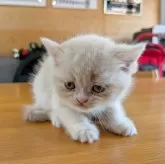 ミヌエット(長足)【大阪府・女の子・2025年5月21日・クリーム&ホワイト】の写真15