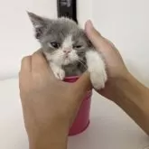 エキゾチックショートヘア【大阪府・女の子・2025年7月11日・ブルー&ホワイト】の写真13