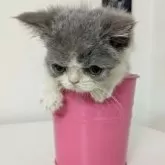 エキゾチックショートヘア【大阪府・女の子・2025年7月11日・ブルー&ホワイト】の写真14