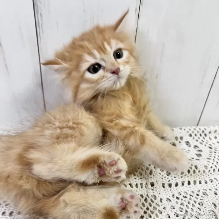 ID：2312-02926の子猫