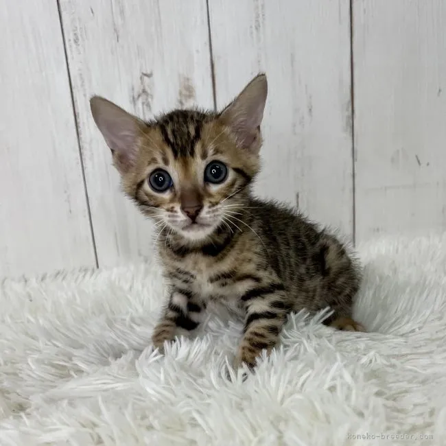 ID：2205-01313の子猫