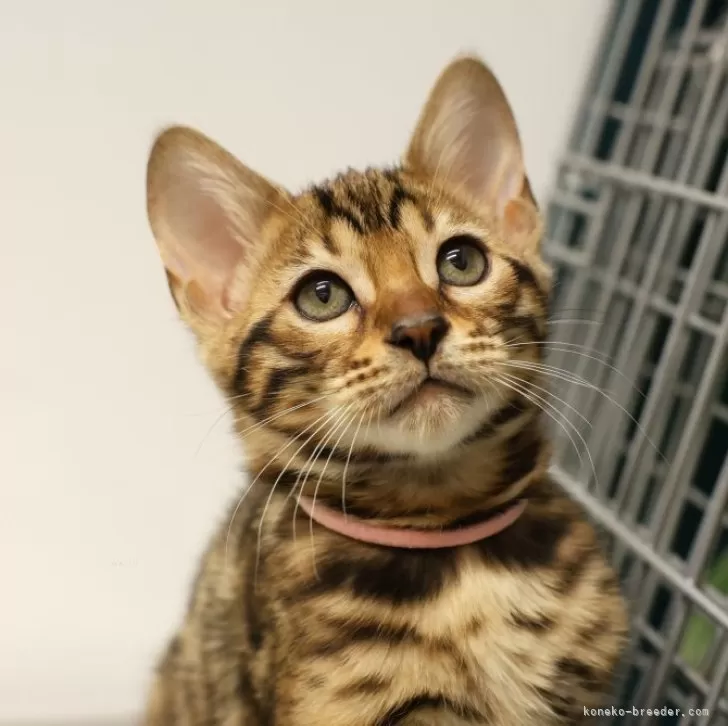 ID:2312-02985の子猫