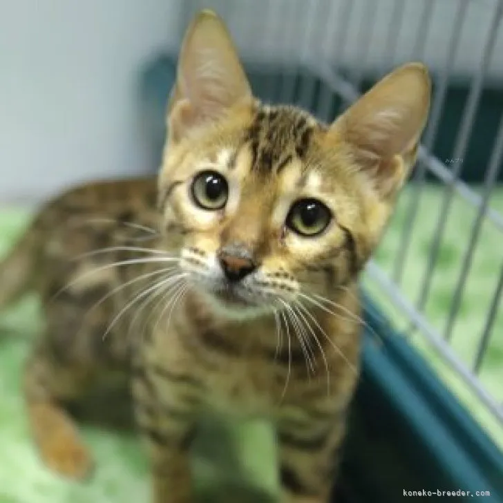 ID:2308-00765の子猫