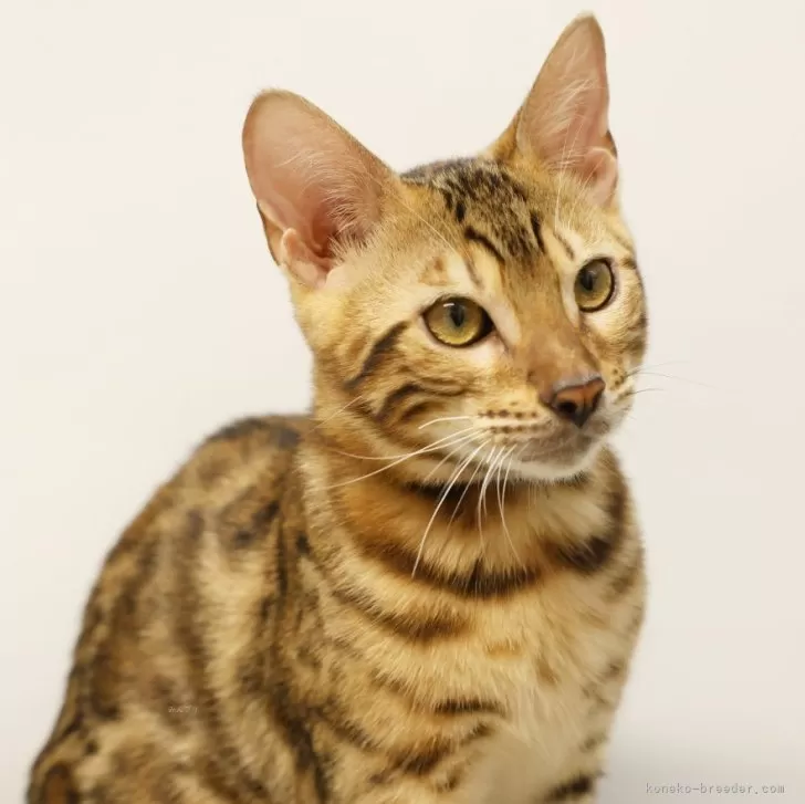 ヒロ 様のお迎えした子猫