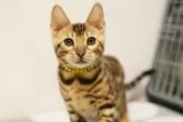 ベンガル【大阪府・女の子・2024年2月28日・】の写真2「丸いお顔と丸いおめめ。とっても美猫です！」