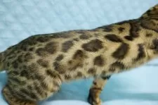 ベンガル【大阪府・男の子・2025年6月4日・ブラウンスポテッドタビー(ロゼット)】の写真8