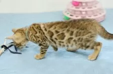 ベンガル【大阪府・女の子・2025年5月8日・ブラウンスポテッドタビー(ロゼット)】の写真7