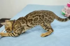 ベンガル【大阪府・女の子・2025年4月22日・ブラウンスポテッドタビー(ロゼット)】の写真7