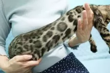 ベンガル【大阪府・男の子・2025年7月23日・ブラウンスポテッドタビー(ロゼット)】の写真8