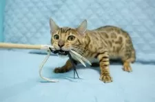 ベンガル【大阪府・男の子・2025年6月4日・ブラウンスポテッドタビー(ロゼット)】の写真15