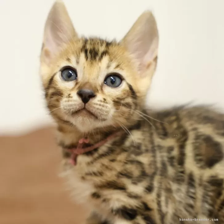 ID:2502-00244の子猫