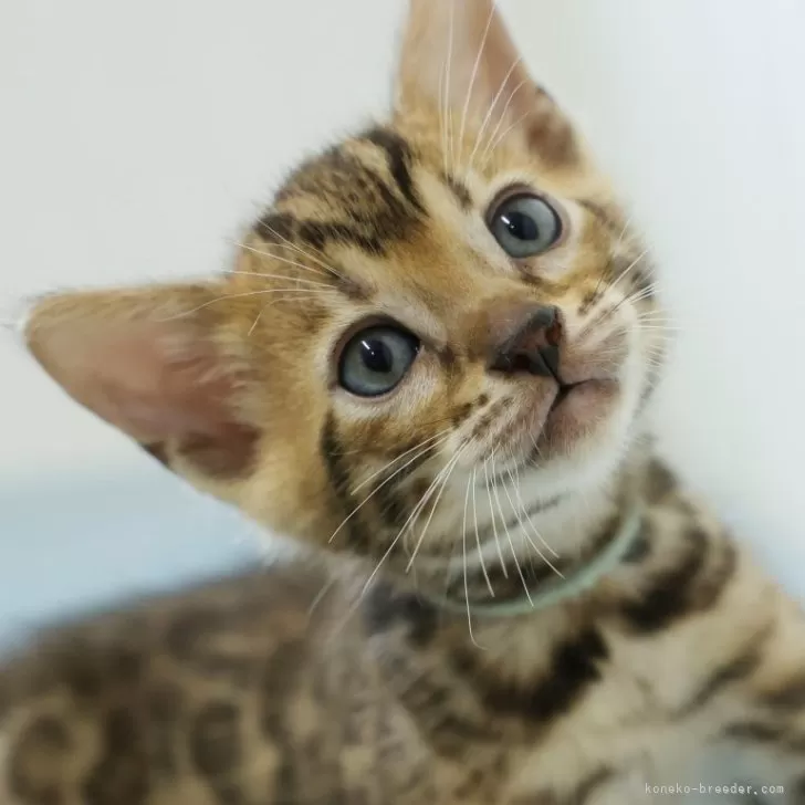 ID：2507-00562の子猫