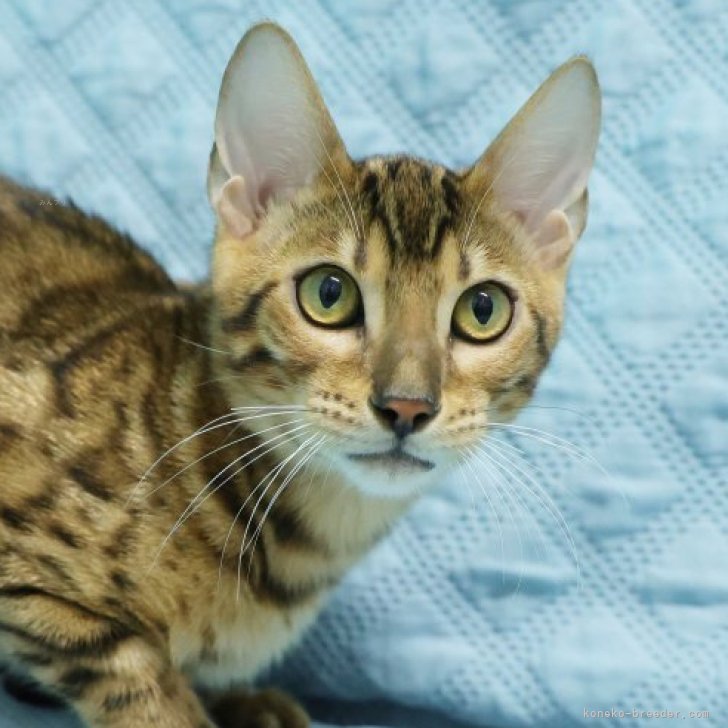 ブリーダー画像