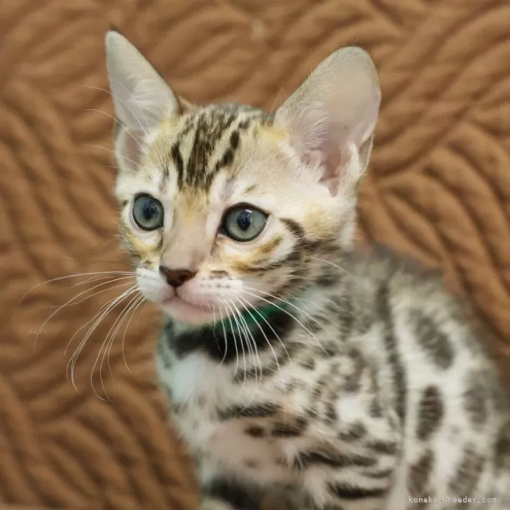 ID：2512-01965の子猫