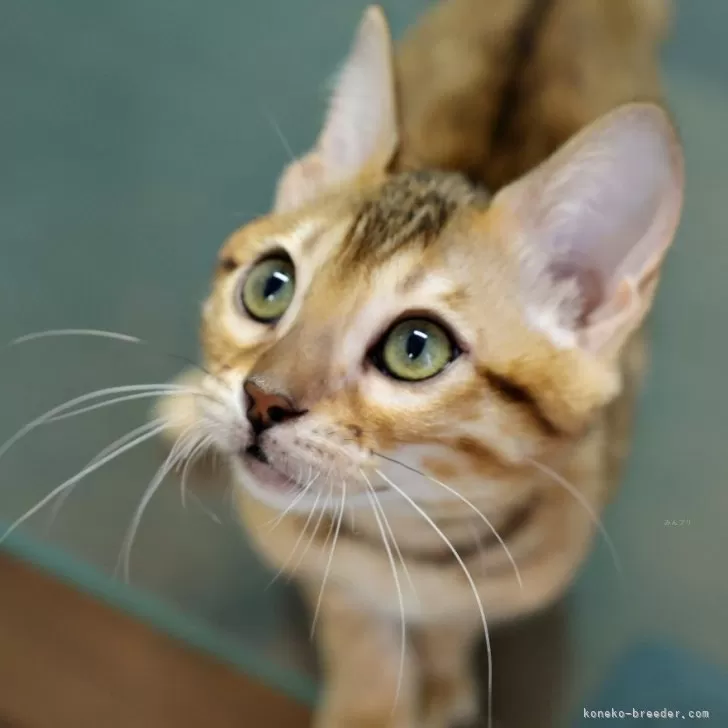 ID：2604-01716の子猫