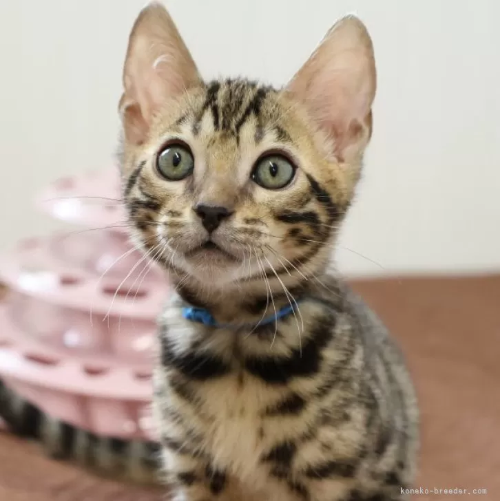 ツアラー 様のお迎えした子猫