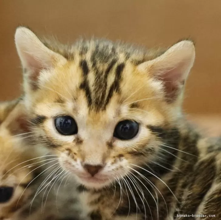 ID：2604-01709の子猫