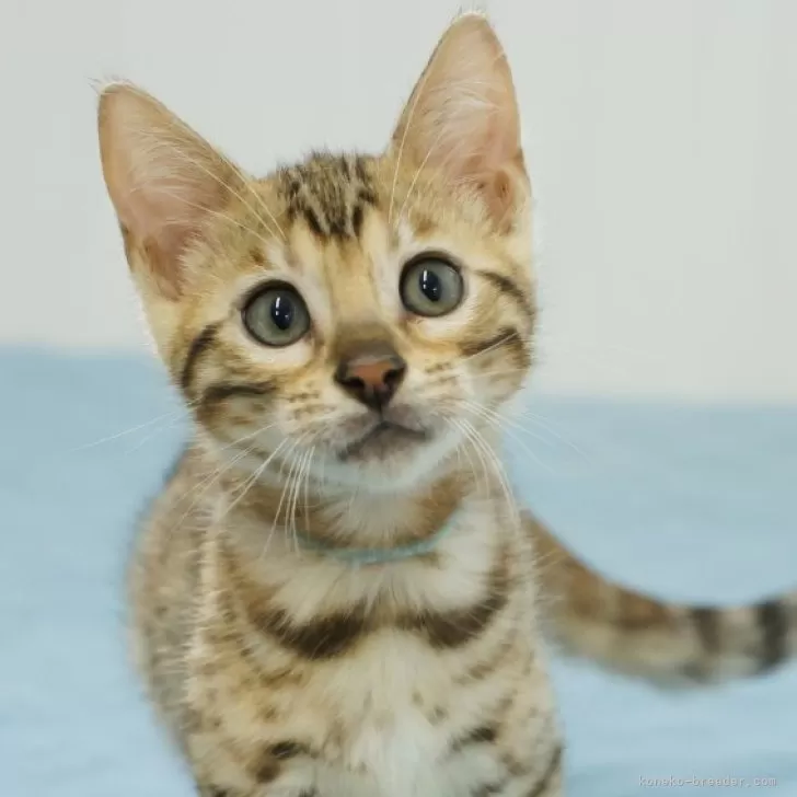 ID：2506-01196の子猫