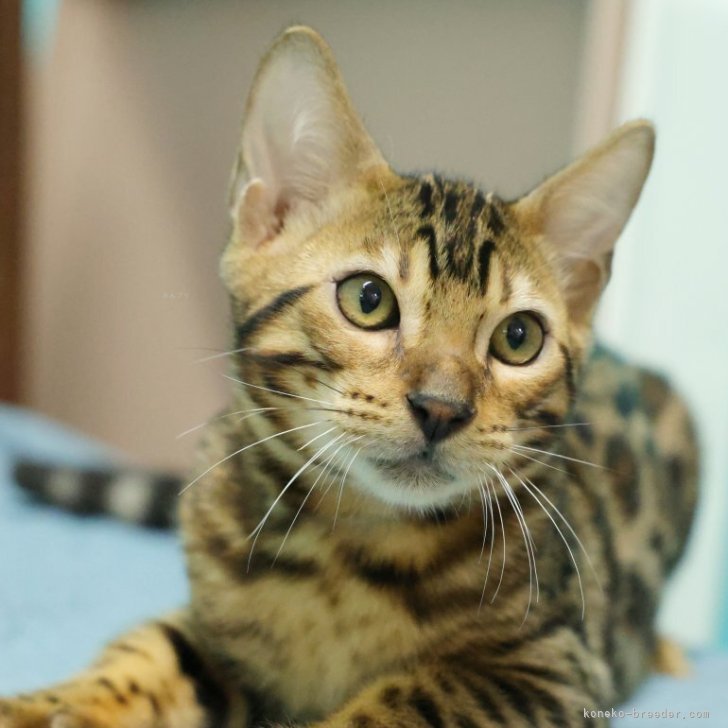 ブリーダー画像