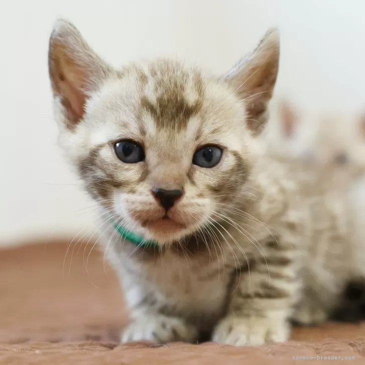 ID：2508-03076の子猫