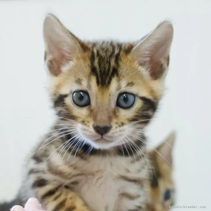 ID：2507-02569の子猫