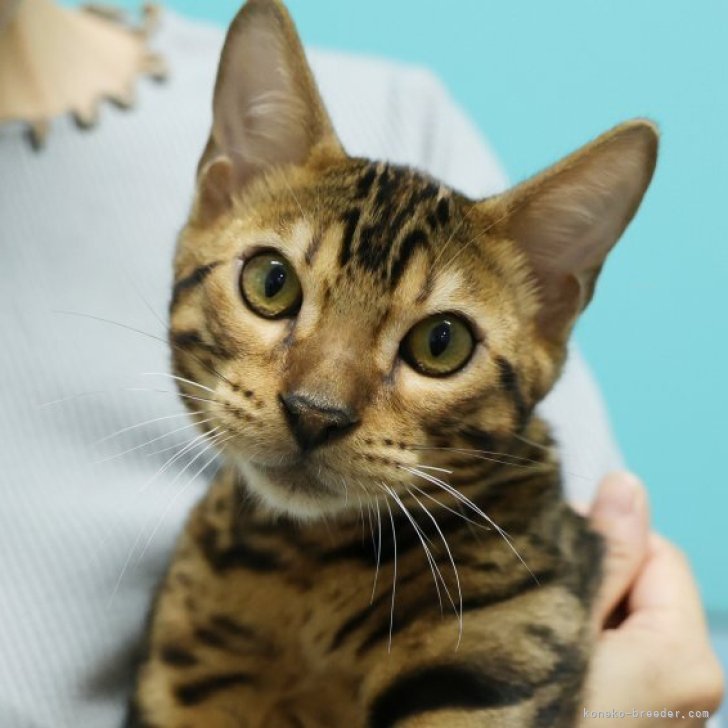 ブリーダー画像