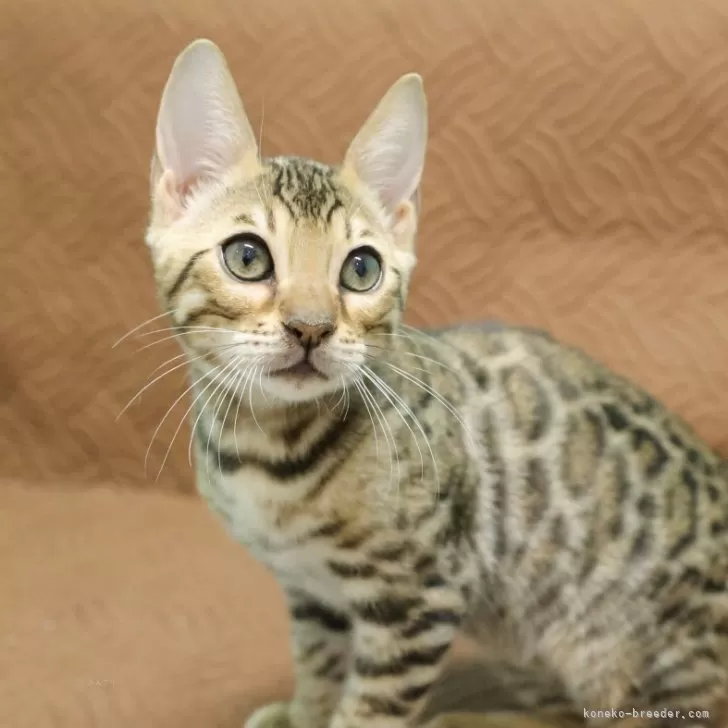 ベンガル【大阪府・男の子・2025年9月7日・ブラウンスポテッドタビー】の写真1「お目目が大きいキュートボーイ！」