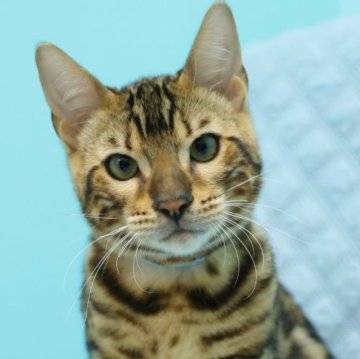 ベンガル【大阪府・男の子・2025年5月27日・ブラウンスポテッドタビー(ロゼット)】の写真「たれ目のかわいい子！」