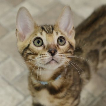 ベンガル【大阪府・男の子・2025年11月2日・ブラウンスポテッドタビー(ロゼット)】の写真「優しいお顔の元気っ子！」