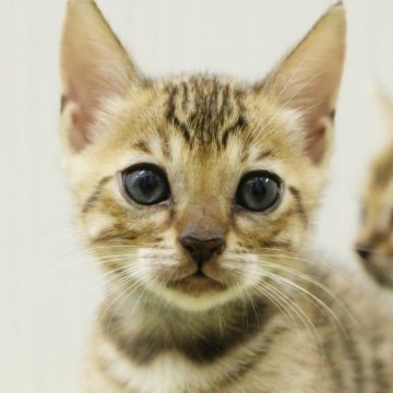 ベンガル【大阪府・男の子・2025年9月7日・ブラウンスポテッドタビー】の写真「くりくり大きなまん丸おめめ！」