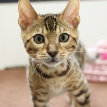 ベンガル【大阪府・男の子・2024年12月5日・ブラウンスポテッドタビー(ロゼット)】の写真「キリッとしたイケメンくん！」