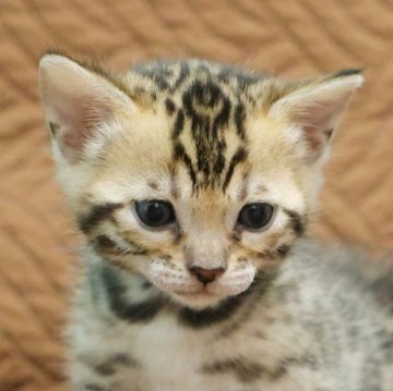 ベンガル【大阪府・女の子・2025年10月28日・ブラウンスポテッドタビー(ロゼット)】の写真「丸顔の可愛い女の子！」