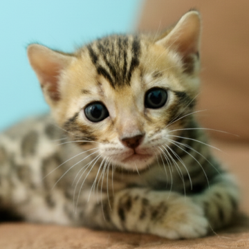 ベンガル【大阪府・男の子・2025年11月2日・ブラウンスポテッドタビー(ロゼット)】の写真「キュルキュルお目目の可愛い系男子！」