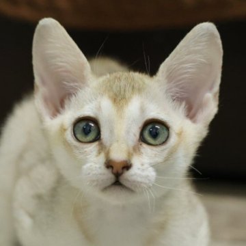 シンガプーラ【大阪府・女の子・2025年11月1日・セピアアグーチ】の写真「とっても可愛い元気っ子！」