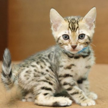 ベンガル【大阪府・女の子・2025年10月28日・ブラウンスポテッドタビー(ロゼット)】の写真「丸顔の可愛い女の子！」