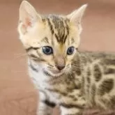 ベンガル