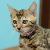ベンガル