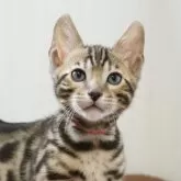 ベンガル