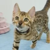 ベンガル