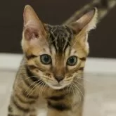 ベンガル