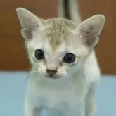 シンガプーラ