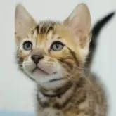 ベンガル