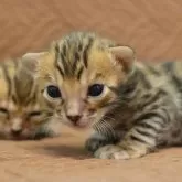 ベンガル