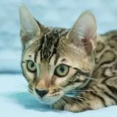 ベンガル【大阪府・男の子・2025年7月23日・ブラウンスポテッドタビー(ロゼット)】の写真1「ワイルド系のかっこいい顔立ちです。性格は控えめです。」