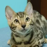 ベンガル